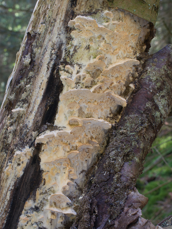 Oxyporus ravidus